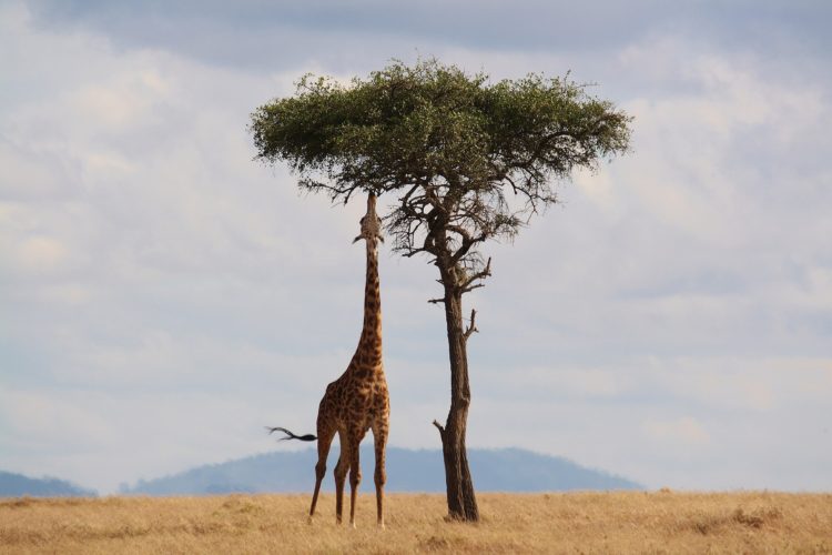 5. Unternehmerinnen-Safari - Für Frauen die gründen und hoch hinaus wollen - Giraffe