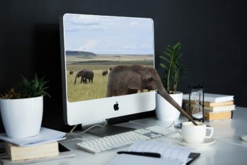 Homeoffice sinnvoll einrichten - Elefant steckt seinen Rüssel aus dem Bildschirm heraus und trinkt aus der Kaffeetasse auf dem Schreibtisch